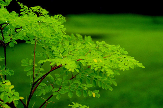The Power of Mоrіngа Oleifera