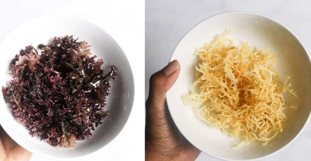Sea Moss vs. Chondrus Crispus: What's the Difference?