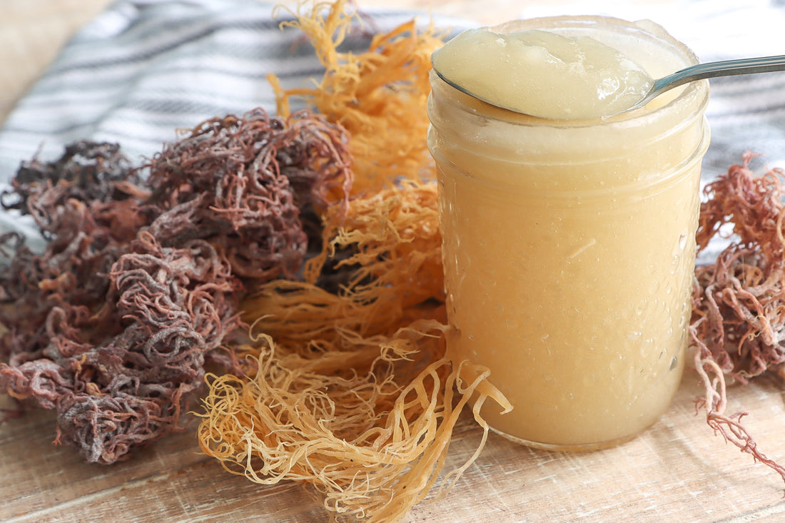 How to Make Sea Moss Gel at Home