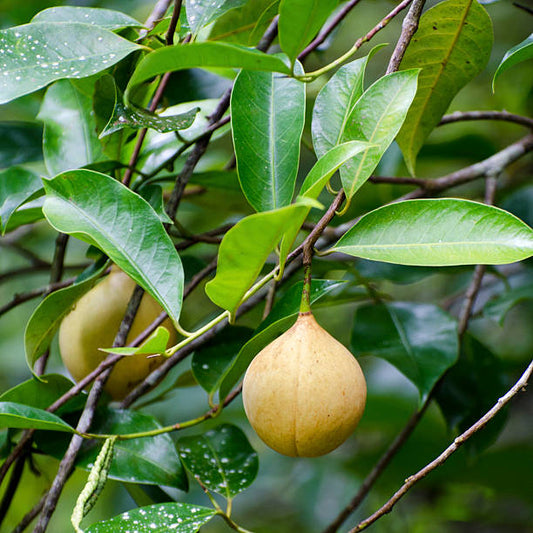What are the health benefits of nutmeg and mace?